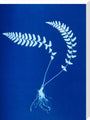 Cyanotype of Aspidium trapezoides, 1853. stretched canvas large none Art Print - Science Museum Shop