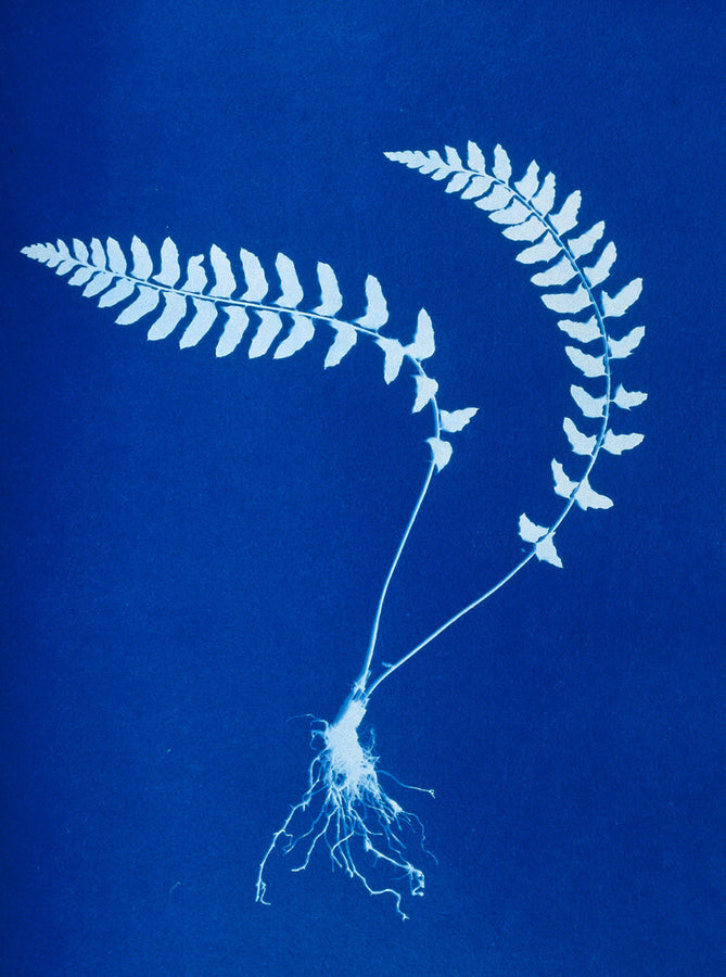 Cyanotype of Aspidium trapezoides, 1853. Art Print - Science Museum Shop