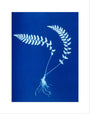 Cyanotype of Aspidium trapezoides, 1853. art print extra small none Art Print - Science Museum Shop