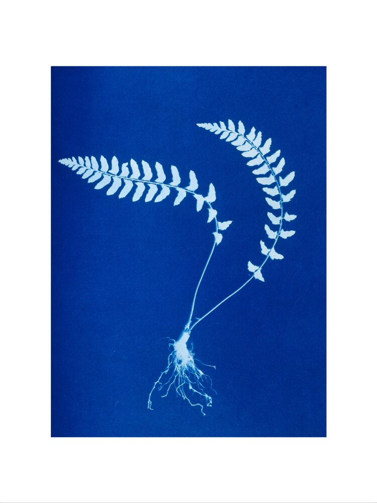 Cyanotype of Aspidium trapezoides, 1853. art print small none Art Print - Science Museum Shop