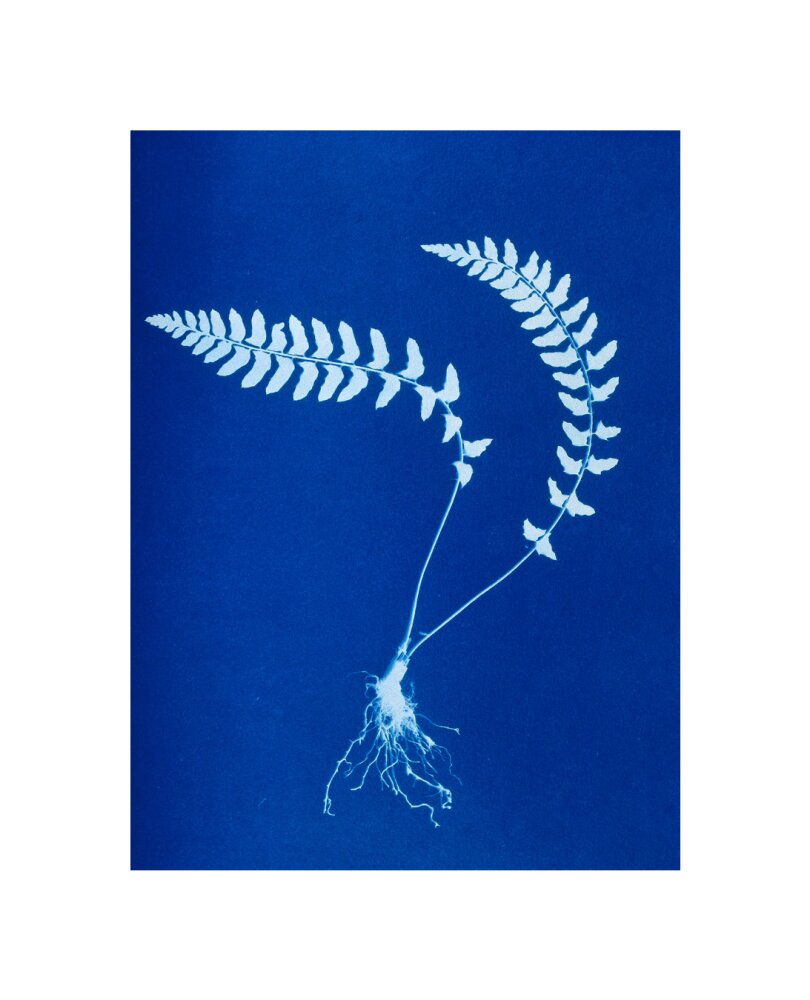 Cyanotype of Aspidium trapezoides, 1853. unstretched canvas small none Art Print - Science Museum Shop