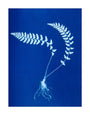Cyanotype of Aspidium trapezoides, 1853. unstretched canvas large none Art Print - Science Museum Shop