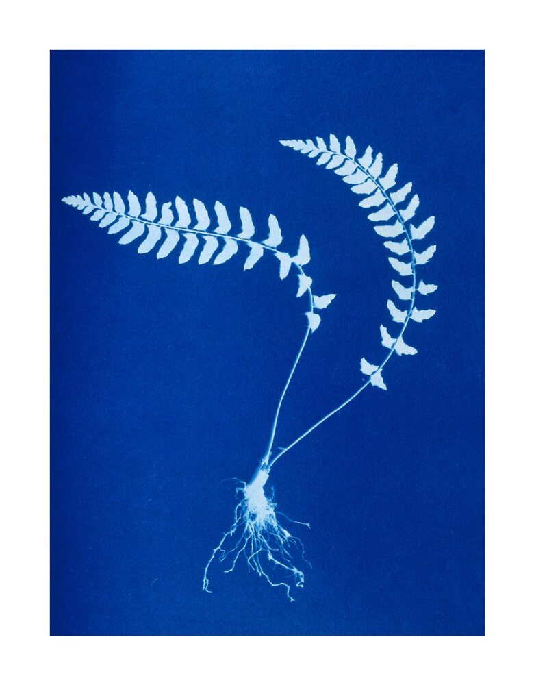 Cyanotype of Aspidium trapezoides, 1853. unstretched canvas large none Art Print - Science Museum Shop