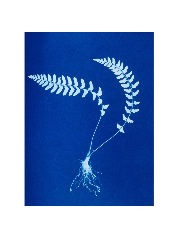 Cyanotype of Aspidium trapezoides, 1853. art print extra large none Art Print - Science Museum Shop