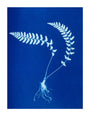 Cyanotype of Aspidium trapezoides, 1853. unstretched canvas extra large none Art Print - Science Museum Shop