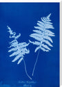 Cyanotype of Lastrea thelypteris, 1853. stretched canvas extra large none Art Print - Science Museum Shop