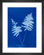 Cyanotype of Lastrea thelypteris, 1853. art print extra small black Art Print - Science Museum Shop
