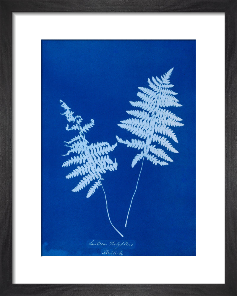 Cyanotype of Lastrea thelypteris, 1853. art print extra small black Art Print - Science Museum Shop
