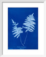 Cyanotype of Lastrea thelypteris, 1853. art print extra small white Art Print - Science Museum Shop