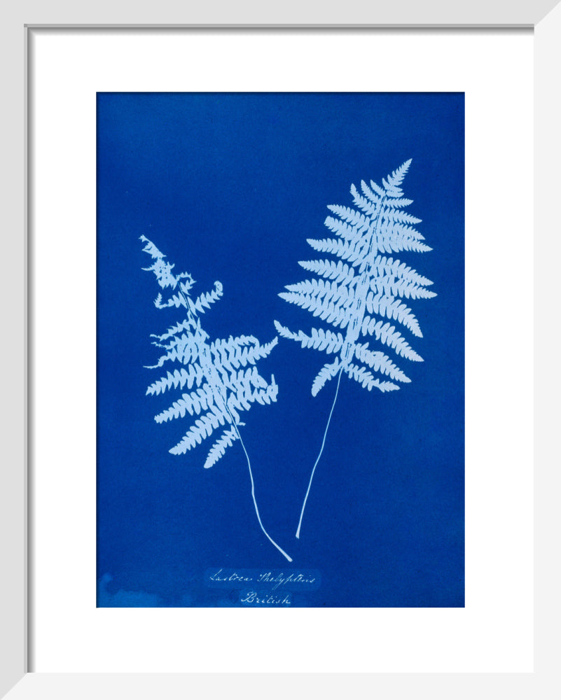 Cyanotype of Lastrea thelypteris, 1853. art print extra small white Art Print - Science Museum Shop