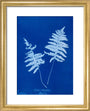 Cyanotype of Lastrea thelypteris, 1853. art print extra small gold Art Print - Science Museum Shop