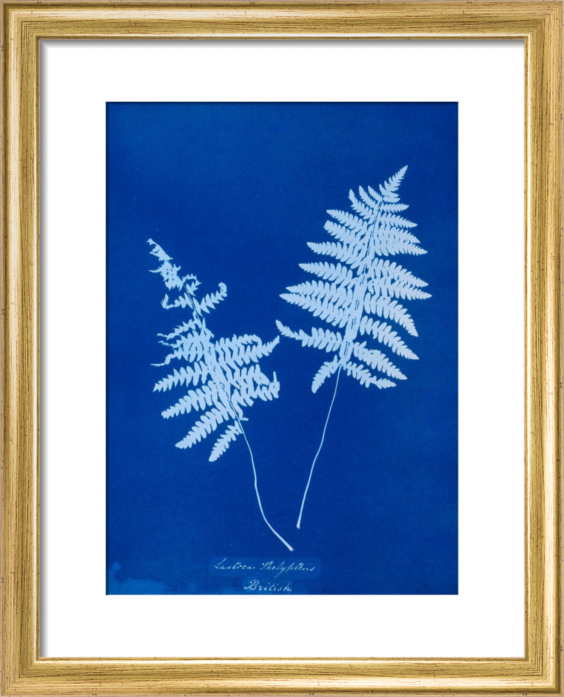 Cyanotype of Lastrea thelypteris, 1853. art print extra small gold Art Print - Science Museum Shop
