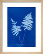Cyanotype of Lastrea thelypteris, 1853. art print extra small natural Art Print - Science Museum Shop