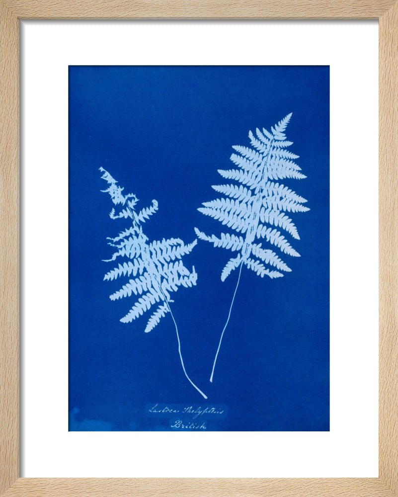 Cyanotype of Lastrea thelypteris, 1853. art print extra small natural Art Print - Science Museum Shop