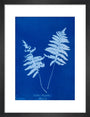 Cyanotype of Lastrea thelypteris, 1853. art print small black Art Print - Science Museum Shop