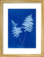 Cyanotype of Lastrea thelypteris, 1853. art print small gold Art Print - Science Museum Shop