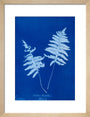 Cyanotype of Lastrea thelypteris, 1853. art print small natural Art Print - Science Museum Shop