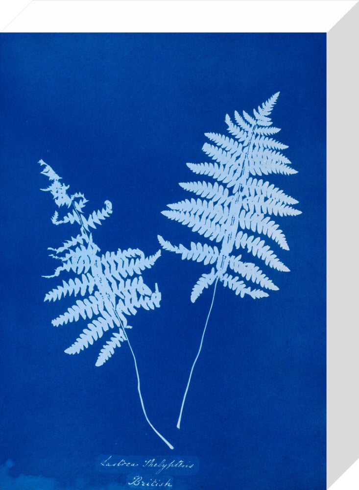 Cyanotype of Lastrea thelypteris, 1853. stretched canvas small none Art Print - Science Museum Shop