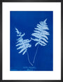 Cyanotype of Lastrea thelypteris, 1853. art print medium black Art Print - Science Museum Shop