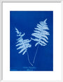 Cyanotype of Lastrea thelypteris, 1853. art print medium white Art Print - Science Museum Shop
