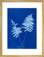 Cyanotype of Lastrea thelypteris, 1853. art print medium gold Art Print - Science Museum Shop