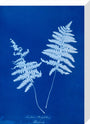 Cyanotype of Lastrea thelypteris, 1853. stretched canvas medium none Art Print - Science Museum Shop