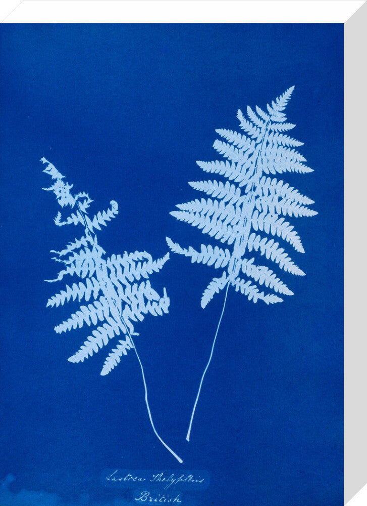 Cyanotype of Lastrea thelypteris, 1853. stretched canvas medium none Art Print - Science Museum Shop