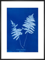 Cyanotype of Lastrea thelypteris, 1853. art print large black Art Print - Science Museum Shop