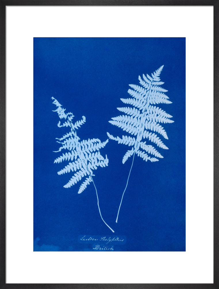Cyanotype of Lastrea thelypteris, 1853. art print large black Art Print - Science Museum Shop