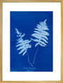 Cyanotype of Lastrea thelypteris, 1853. art print large gold Art Print - Science Museum Shop