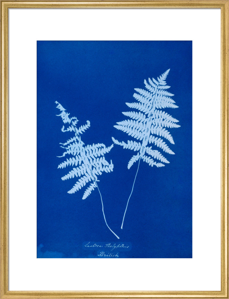Cyanotype of Lastrea thelypteris, 1853. art print large gold Art Print - Science Museum Shop