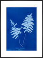 Cyanotype of Lastrea thelypteris, 1853. art print extra large black Art Print - Science Museum Shop