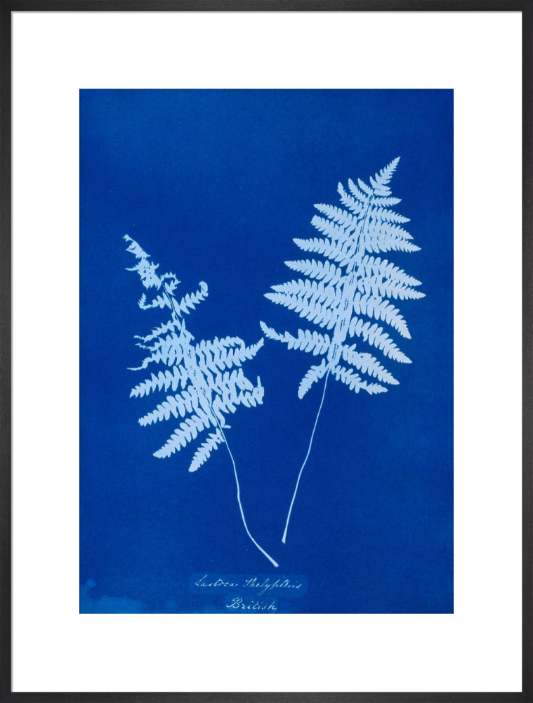 Cyanotype of Lastrea thelypteris, 1853. art print extra large black Art Print - Science Museum Shop