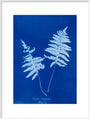 Cyanotype of Lastrea thelypteris, 1853. art print extra large white Art Print - Science Museum Shop