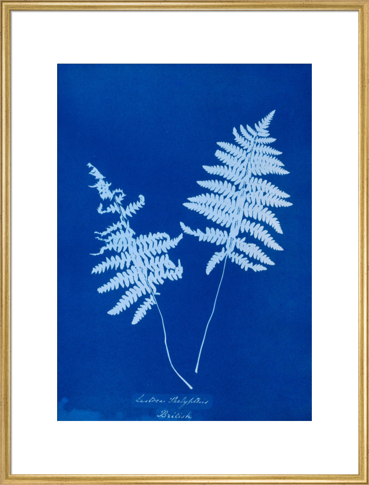 Cyanotype of Lastrea thelypteris, 1853. art print extra large gold Art Print - Science Museum Shop