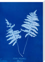 Cyanotype of Lastrea thelypteris, 1853. stretched canvas large none Art Print - Science Museum Shop
