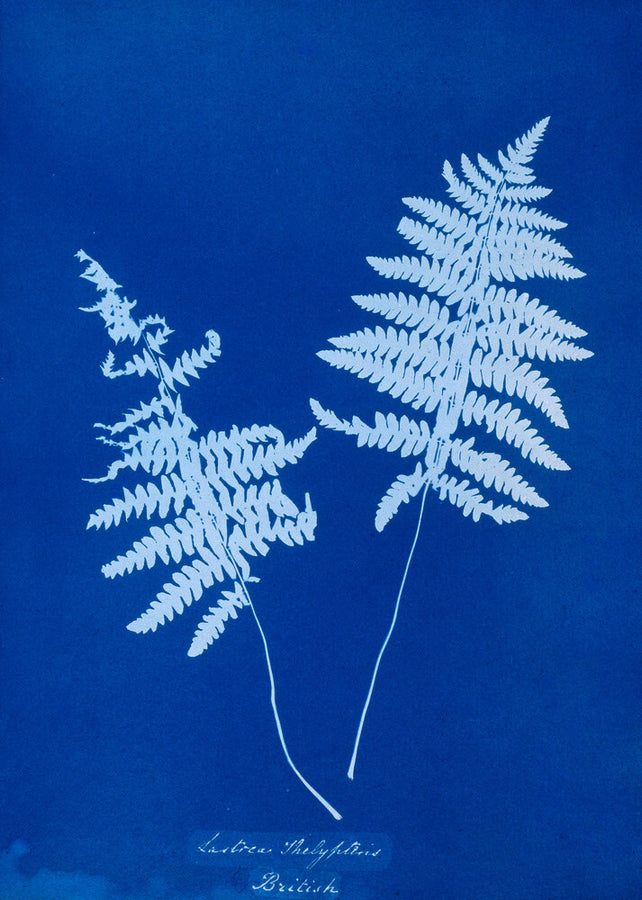 Cyanotype of Lastrea thelypteris, 1853. Art Print - Science Museum Shop