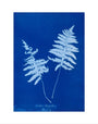 Cyanotype of Lastrea thelypteris, 1853. art print extra small none Art Print - Science Museum Shop