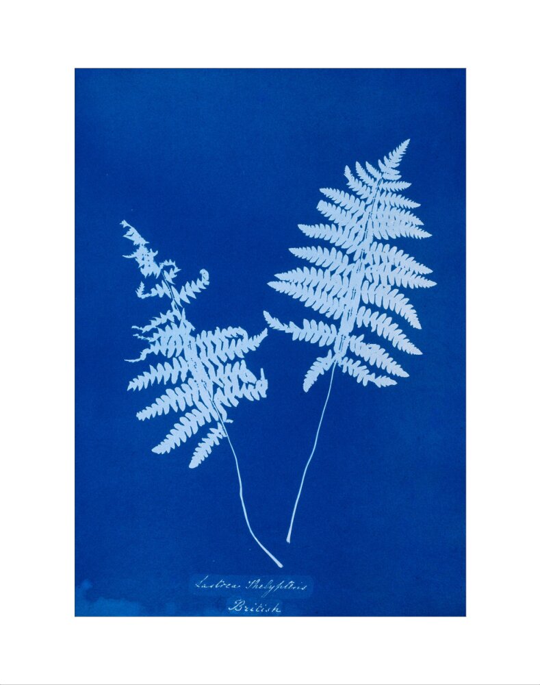 Cyanotype of Lastrea thelypteris, 1853. art print extra small none Art Print - Science Museum Shop