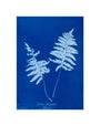 Cyanotype of Lastrea thelypteris, 1853. unstretched canvas small none Art Print - Science Museum Shop