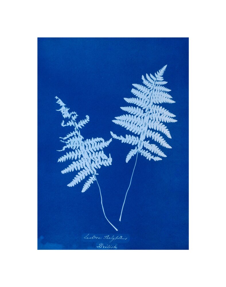 Cyanotype of Lastrea thelypteris, 1853. unstretched canvas small none Art Print - Science Museum Shop