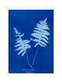 Cyanotype of Lastrea thelypteris, 1853. art print medium none Art Print - Science Museum Shop