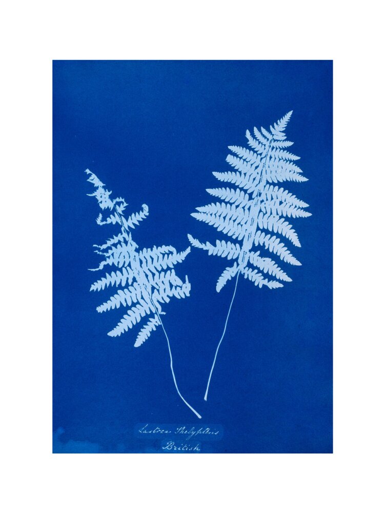 Cyanotype of Lastrea thelypteris, 1853. art print medium none Art Print - Science Museum Shop