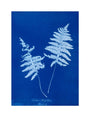 Cyanotype of Lastrea thelypteris, 1853. unstretched canvas medium none Art Print - Science Museum Shop