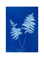 Cyanotype of Lastrea thelypteris, 1853. art print large none Art Print - Science Museum Shop