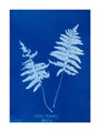 Cyanotype of Lastrea thelypteris, 1853. unstretched canvas large none Art Print - Science Museum Shop