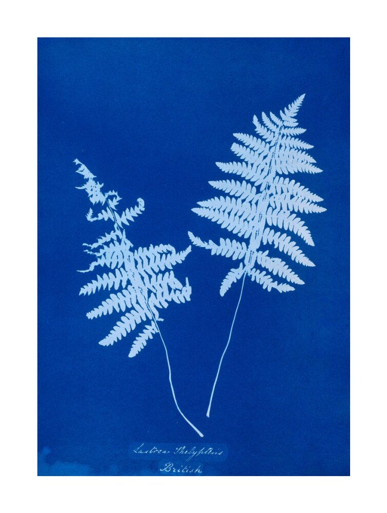 Cyanotype of Lastrea thelypteris, 1853. unstretched canvas large none Art Print - Science Museum Shop