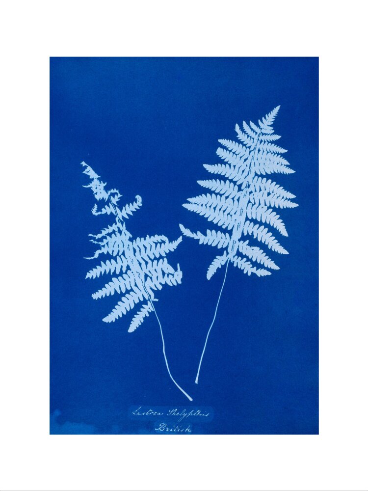 Cyanotype of Lastrea thelypteris, 1853. art print extra large none Art Print - Science Museum Shop