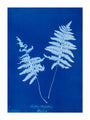 Cyanotype of Lastrea thelypteris, 1853. unstretched canvas extra large none Art Print - Science Museum Shop