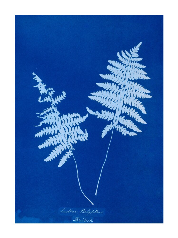 Cyanotype of Lastrea thelypteris, 1853. unstretched canvas extra large none Art Print - Science Museum Shop